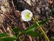 18 Helleborus niger - Elleboro in bocciolo